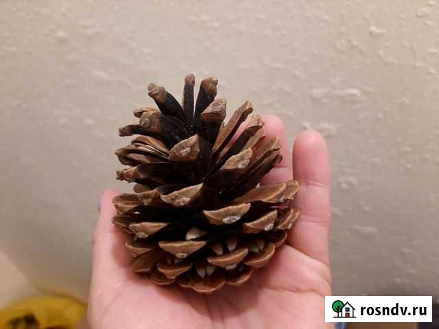 Шишки сосновые Йошкар-Ола - изображение 1