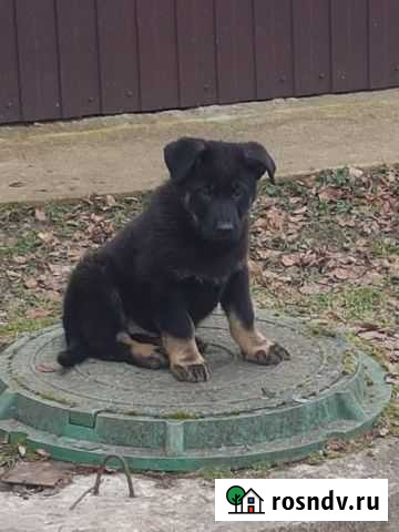Щенки восточноевропейской овчарки Краснозаводск - изображение 1