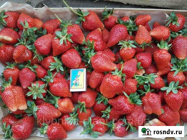 Рассада клубники альба Евпатория - изображение 1