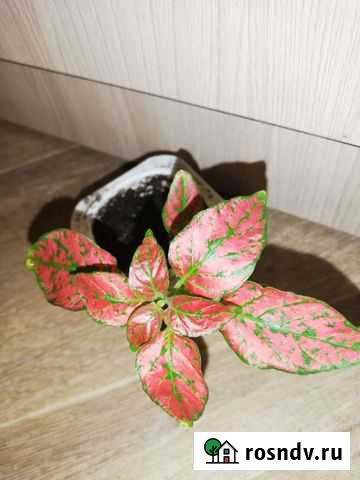 Комнатные растения гипоэстес Волгоград - изображение 1