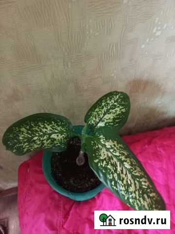 Цветок Курчатов - изображение 1