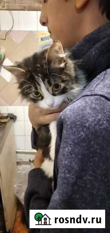 Кошечка в добрые руки Ростов-на-Дону - изображение 1
