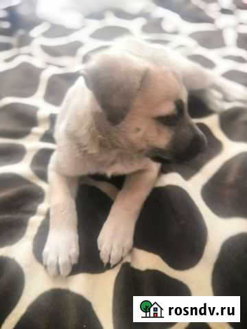 Собака Кемерово - изображение 1