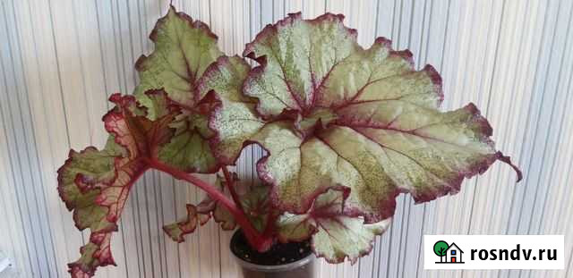 Бегонии Новосибирск - изображение 1