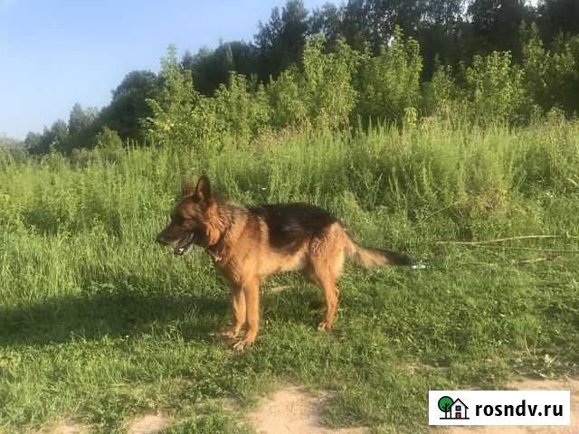 Немецкая овчарка вязка Кстово - изображение 1