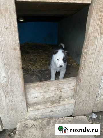 Щенки лайки Казанская - изображение 1