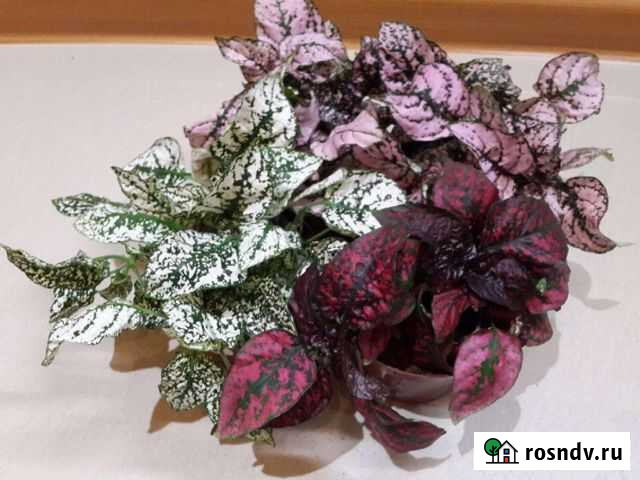 Гипоэстес Белогорск - изображение 1