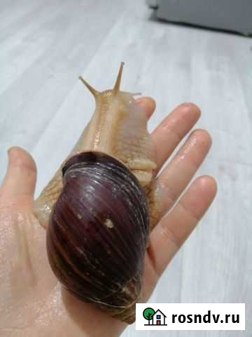 Улитки ахатины Махачкала - изображение 1