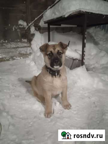 Собака Набережные Челны - изображение 1