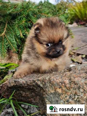 Щенки померанского шпица Калининград - изображение 1