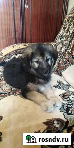 Собака Владикавказ - изображение 1