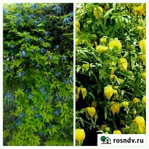 Княжики (клематисы) Подольск - изображение 1