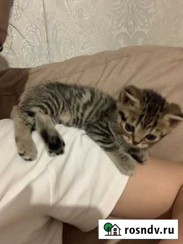 Кошка Новокузнецк - изображение 1