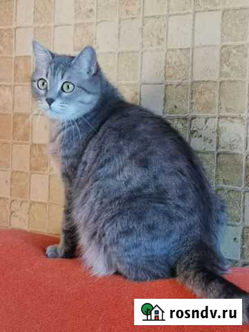 Кошка в дар Фрязино - изображение 1