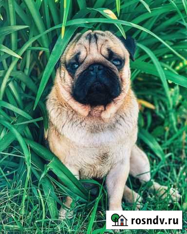 Вязка мопс Владимир - изображение 1