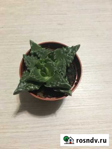 Суккулент фаукария Пермь - изображение 1