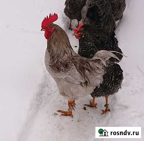 Петух- чешский доминант Рыбное - изображение 1