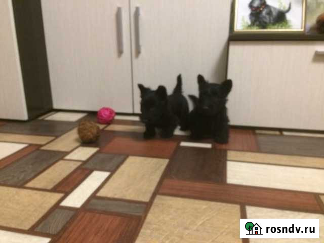 Щенки скотч-терьера черные Екатеринбург - изображение 1