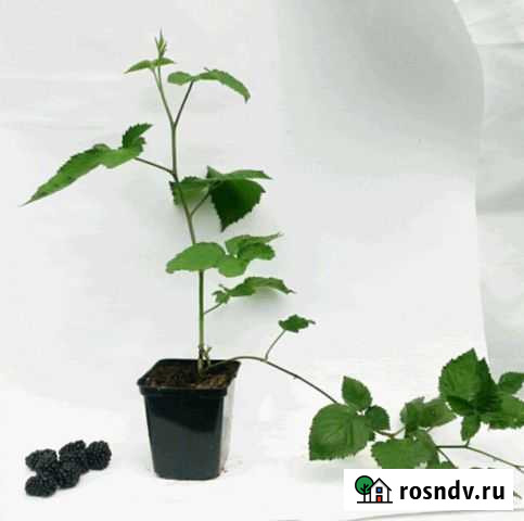 Ежевика бжезина Земетчино - изображение 1