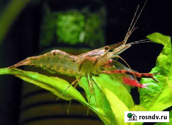 Макробрахиум красноклещевой Гатчина - изображение 1