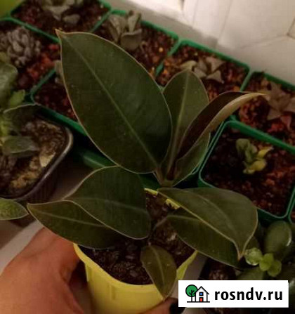 Комнатные растения Белгород - изображение 1