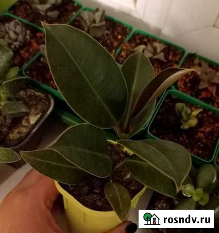 Комнатные растения Белгород - изображение 1