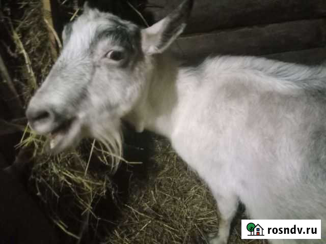 Коза Томск - изображение 1