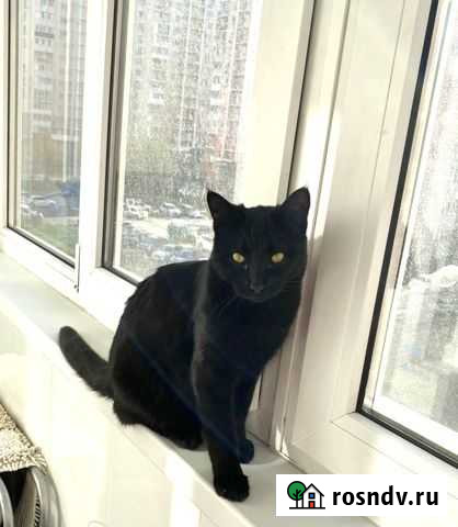 Черный котик подросток Краснодар - изображение 1