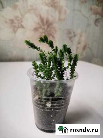 Крассула плауновидная Стерлитамак - изображение 1