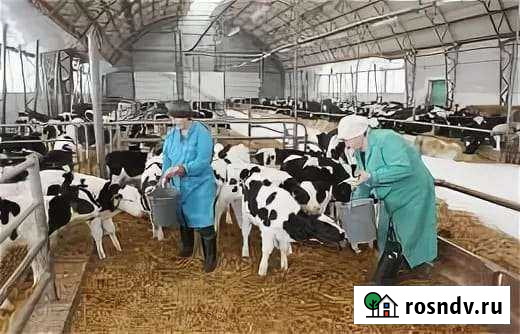 Телята Набережные Челны - изображение 1