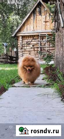 Шпиц померанский вязка Уфа - изображение 1