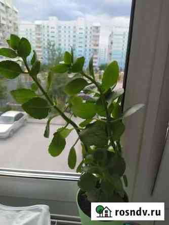 Каланхоэ Новосибирск