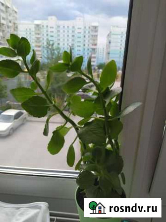 Каланхоэ Новосибирск - изображение 1