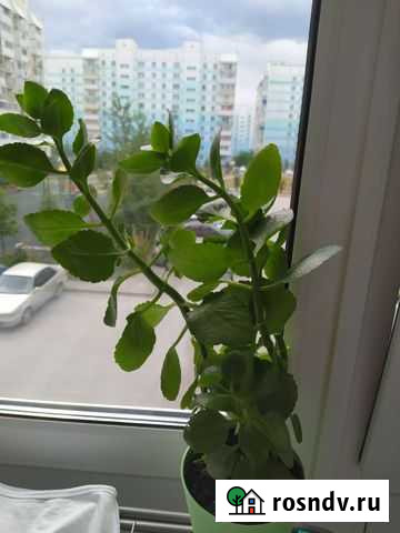 Каланхоэ Новосибирск - изображение 1
