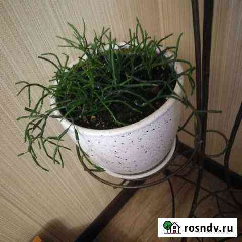 Комнатные цветы Самара