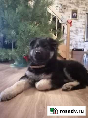 Щенки восточноевропейской овчарки Строитель - изображение 1