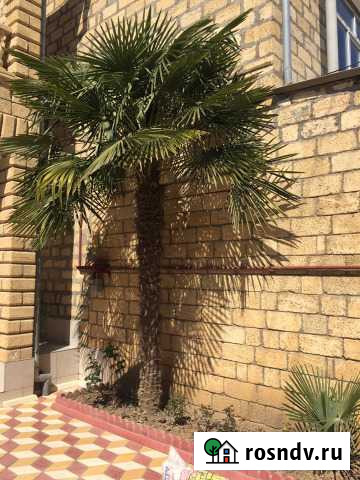 Пальмы, саженцы и семена Трахикарпус форчуна Дербент - изображение 1