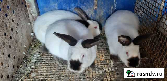 Калифорнийские кролики Новошахтинск - изображение 1