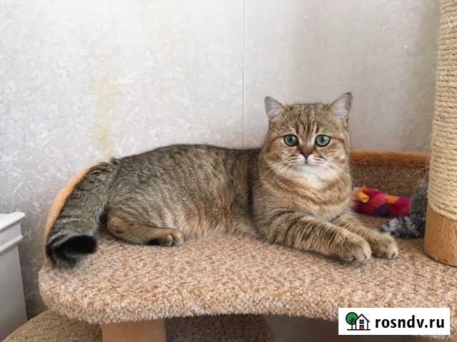 Вязка с шотландским котом, золотой окрас Воронеж - изображение 1