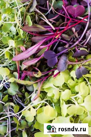 Микрозелень Новомосковск - изображение 1