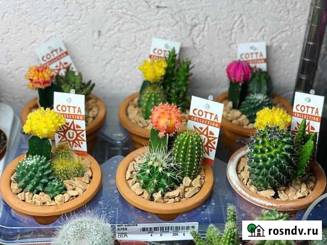 Кактусы в керамическом горшке Симферополь - изображение 1