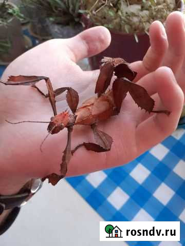 Яйца и нимфы австралийского палочника Смоленск - изображение 1