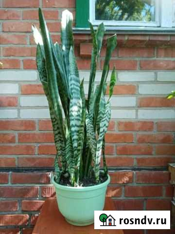 Сансевиерия- цветок комнатный Брюховецкая - изображение 1