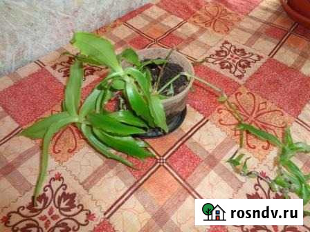 Каллизия золотой ус Ярославль - изображение 1