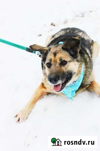 Тихая собака Лида Долгопрудный - изображение 1