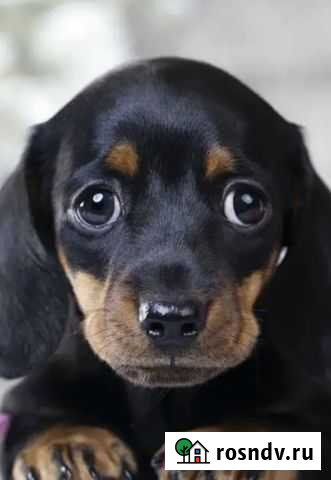 Шенки таксы породистые Челябинск - изображение 1