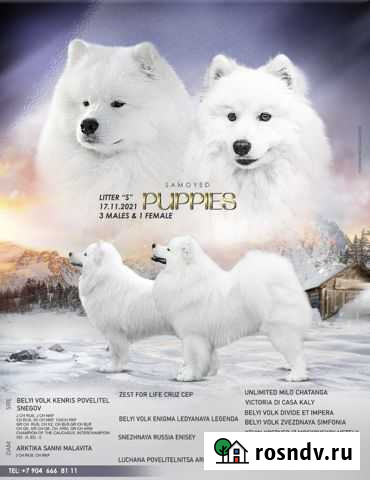 Самоедская лайка щенки Ижевск - изображение 1