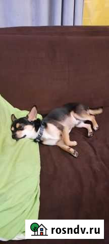 Той-терьер мальчик Воронеж - изображение 1