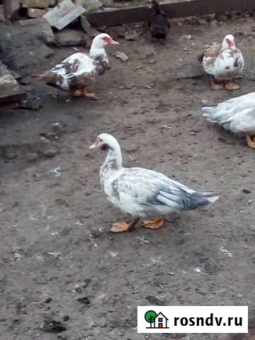 Голубые индоутки продам или обменяю на процентного Карла Либкнехта - изображение 1