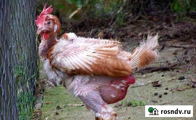 Куры доставка. Яйценосские Кропоткин - изображение 1
